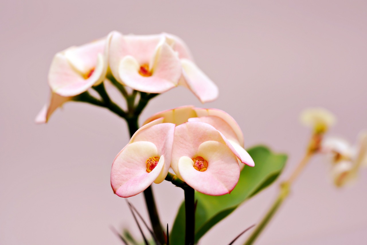 How to Make a Flower Crown with Garden Blooms